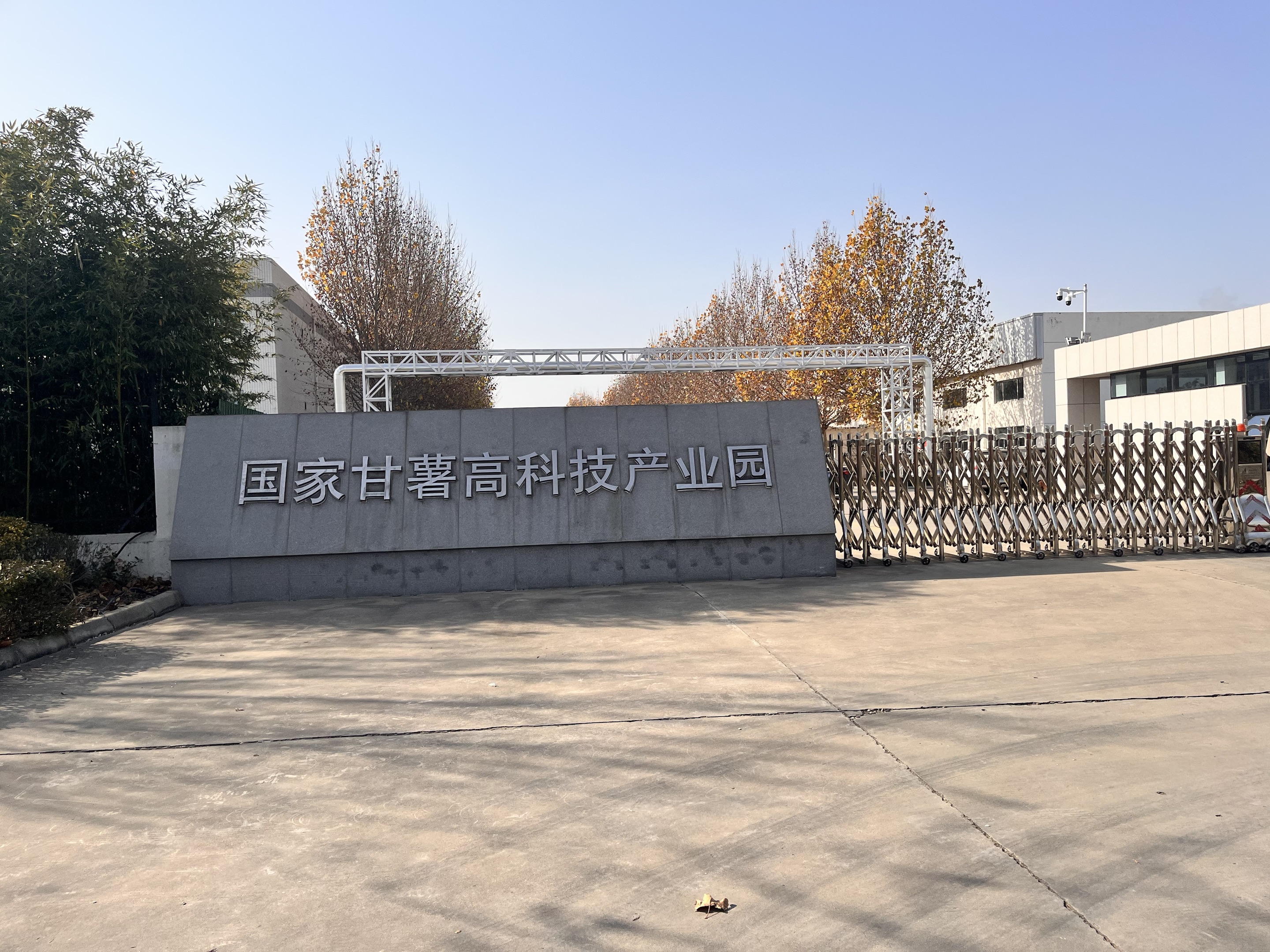 山東圣地甘薯